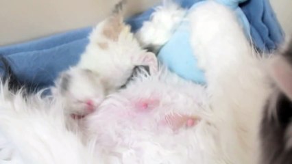 Dancing Newborn Marshmallow Kitten