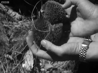 Cutest Animal in the World? - #AttenboroughWeek - Zoo Quest to Madagascar - David Attenborough - BBC