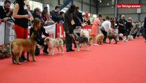 Saint-Brieuc. 2.245 chiens de race réunis pour l