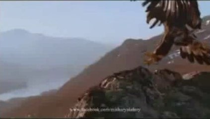 Beautiful recitation (Mishary Rashid Alafasy)