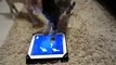 AWESOME App for Cats - TAYLOR SWIFT MUST WATCH for Meredith