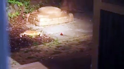 Fox plays with Ball new funny video