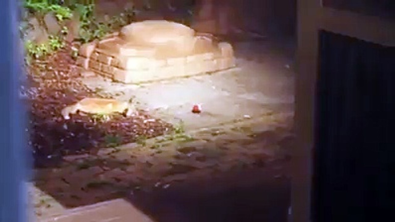 Fox plays with Ball new funny video