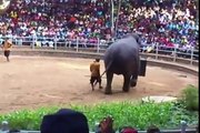 Asian Elephant Dance at National Zoo in Sri Lanka