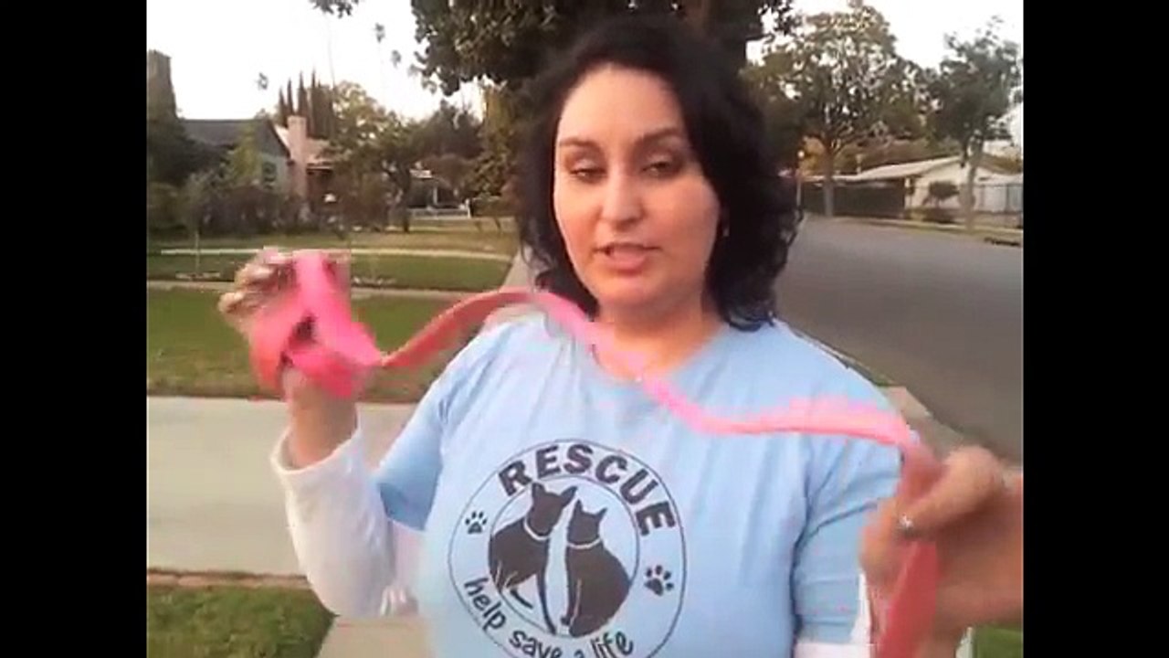 How to Use Choke Chains and Prong Collars Properly for Dog Training