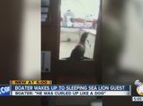 Boater wakes up to sleeping sea lion guest