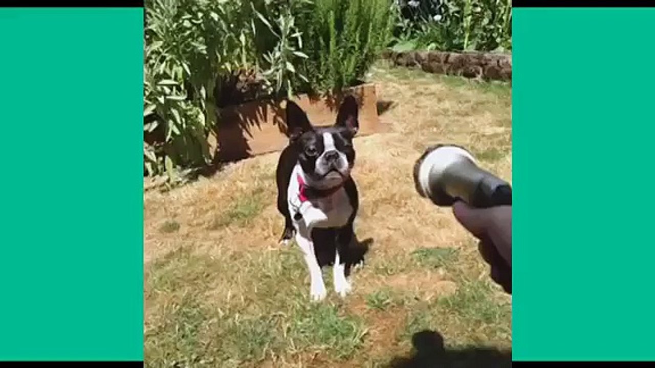 Funny Dogs Compilation 2015 - HD