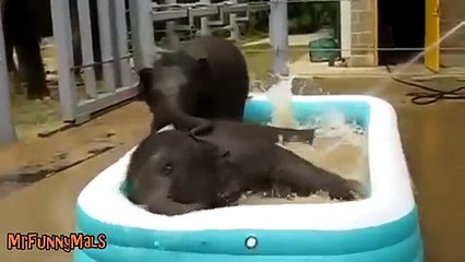 Animals Love Bath Time - Super Cute Compilation
