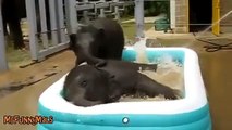 Animals Love Bath Time - Super Cute Compilation