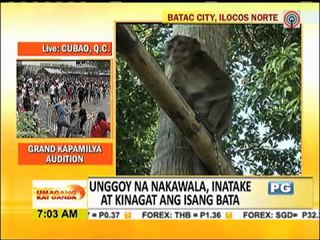 Unggoy nakawala, kinagat ang isang bata