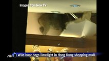 Wild boar hogs limelight in Hong Kong shopping mall