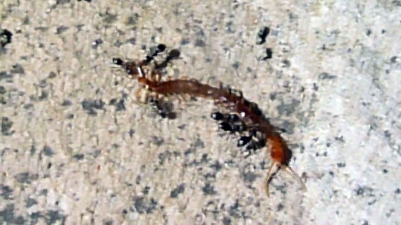Ants Vs Centipede