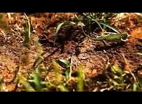 Посмотри как хамелеон меняет цвет! // Look like a chameleon changes color!