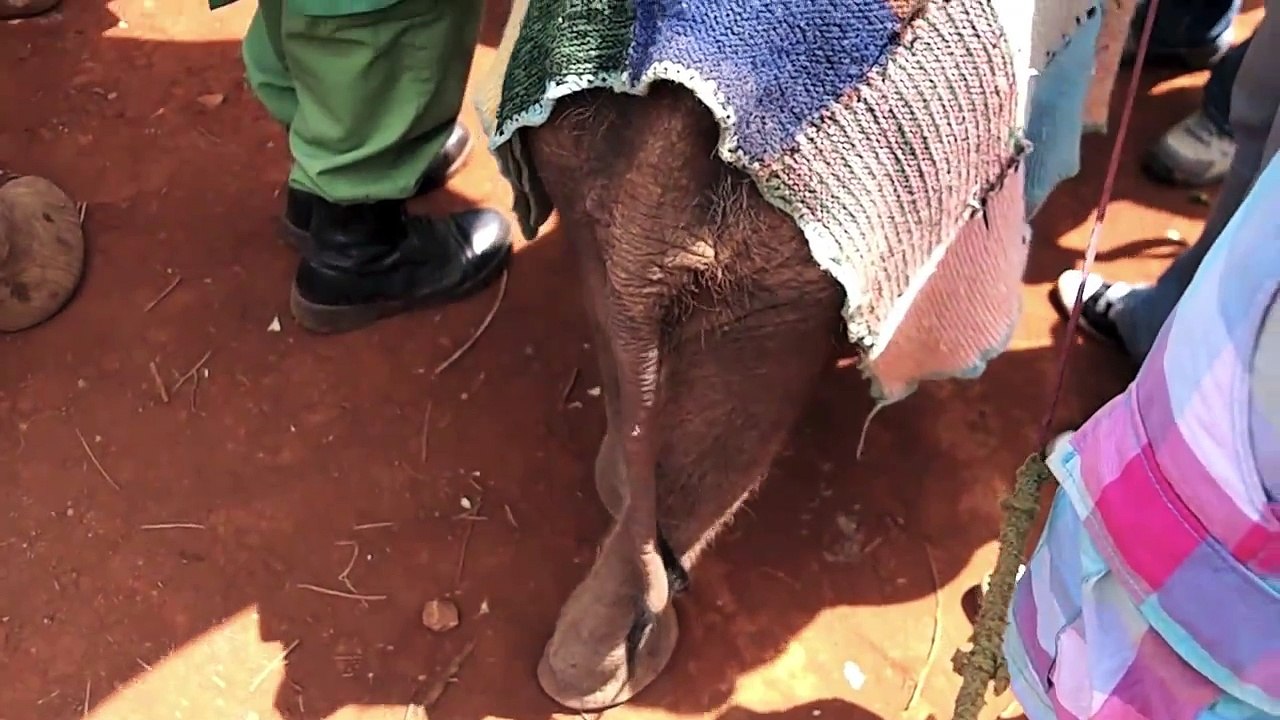 Elephant Orphanage - David Sheldrick Wildlife Trust (HD)