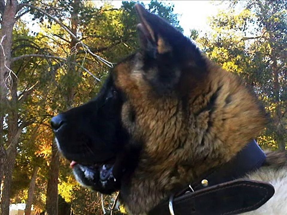 American Akita "MUSTANG"