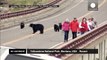 Tourists chased by bears