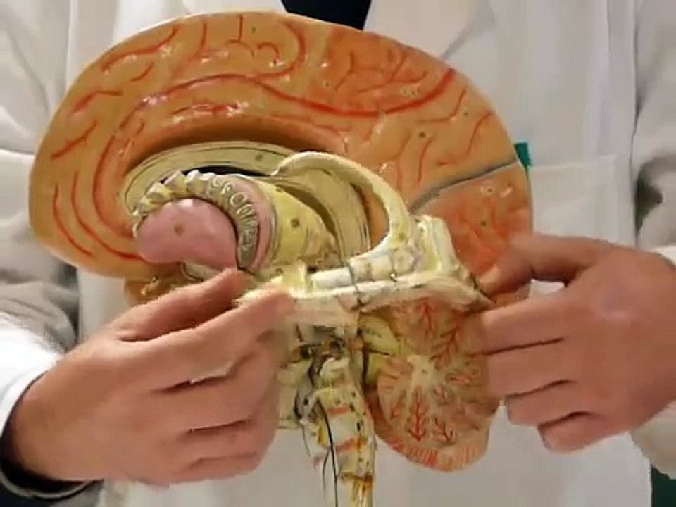 Human Brain 2