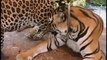Leopard and Tiger in Love, Brent Madden on assignment with National Geographic travel