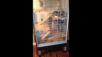 Aurora 600 Chinchilla Cage Tour