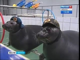 Funny Videos: Russian Seals Are Ready For War