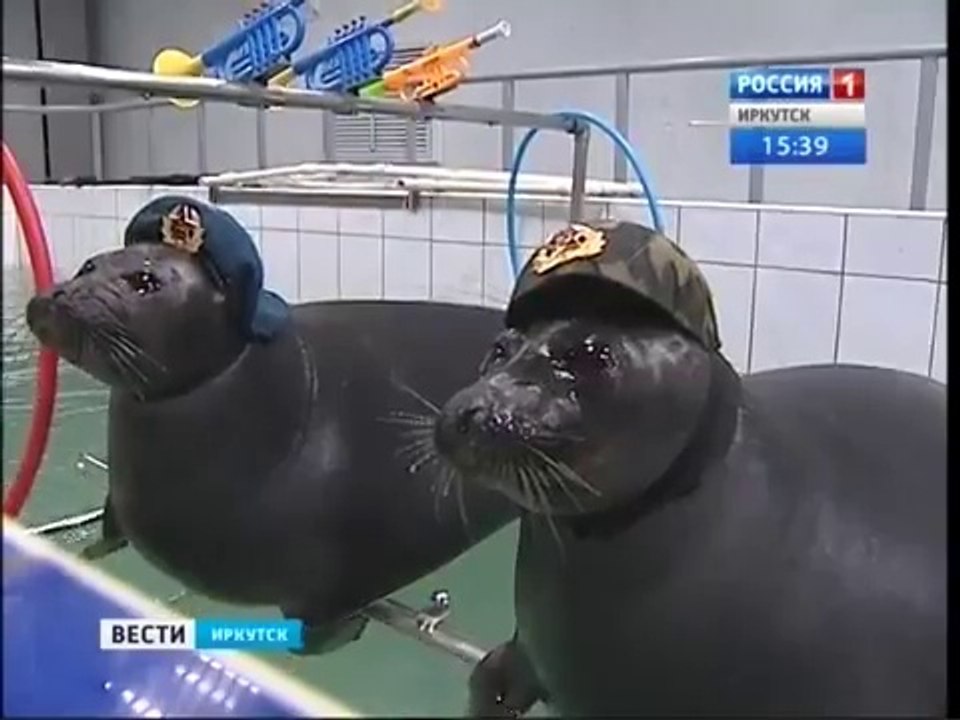 Funny Videos: Russian Seals Are Ready For War