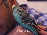 Charlie the Talking Budgie