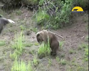 Eagle Attack Went WRONG HD