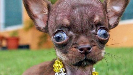 World's Smallest Dog 2012 - Milly The Chihuahua