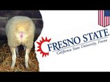 Estudiante de la Universidad de Fresno es arrestado por tener relaciones con una oveja