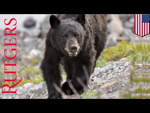 Estudiante universitario muere al ser atacado por un oso negro en New Jersey