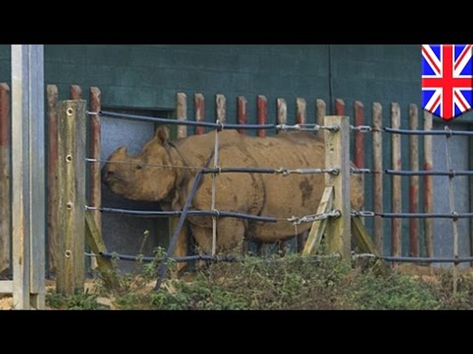 Empleado de zoológico en el Reino Unido termina gravemente herido tras ser atacado por rinoceronte