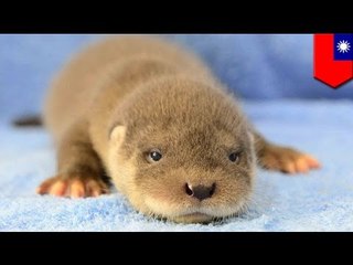 Conoce los animales más tiernos del momento en Internet, cachorros de nutria europea