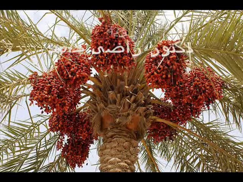 يا أبو البلح - أجفان الأمير