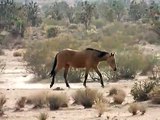 Wild Horses in Mohave County, Arizona