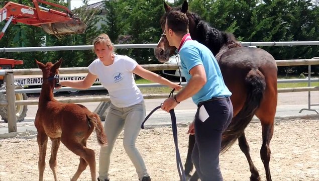Salon de l'Agriculture : Equitaine mise sur le bon cheval