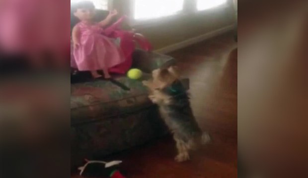 Un petit chien veut jouer à la balle avec une poupée