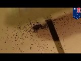 Hombre golpea araña con una escoba y cientos de pequeños arácnidos invaden el lugar