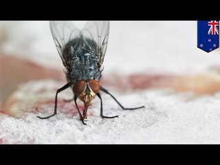 Increíble video muestra lengua de una mosca quedar pegada en un pedazo de carne congelada