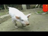 Cerdo que solo nació con las patas delanteras deja asombrados a habitantes de aldea en China