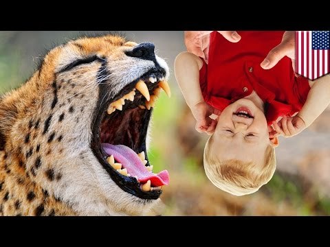 Bebe casi se convierte en comida de guepardo cuando su madre lo colgó de baranda en el zoológico