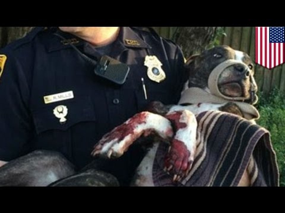 Desconocido le dispara en tres ocasiones a un perro y luego lo ata a las vías del tren