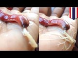 Try not to puke as this ribbon worm shoots white goo all over a human hand - TomoNews
