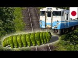 Delays: Train stopped by herd of unruly caterpillars trying to get to the other side - TomoNews