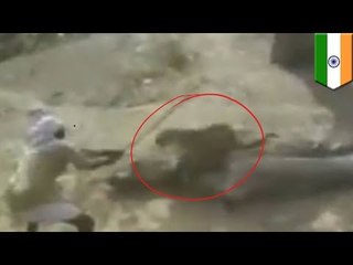 Man vs Leopard: Indian man faces off with big cat with nothing but a stick : TomoNews