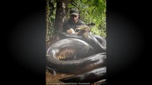 Man Eaten Alive by Anaconda for Discovery Channel (Redsilverj)