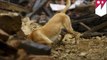 GoPro POV Video: Search & Rescue dogs in Nepal rescue earthquake survivors- TomoNews