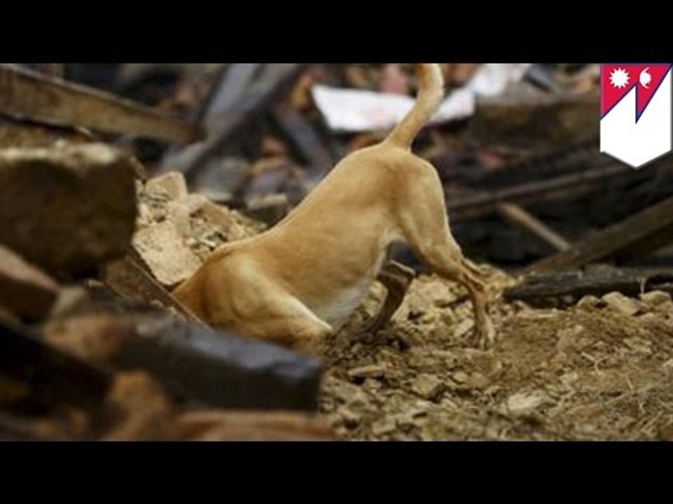 GoPro POV Video: Search & Rescue dogs in Nepal rescue earthquake survivors- TomoNews