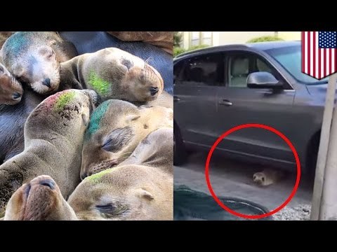Sea lion pup rescue: 'Rubbish' saved after wandering the streets of San Francisco - TomoNews