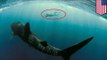 Shark attack: Snorkeler killed by shark off Hawaiian island of Maui - TomoNews