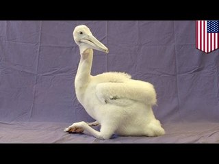 Cute baby animal: pelican chick now a-okay after San Diego Zoo keepers nursed it back to health